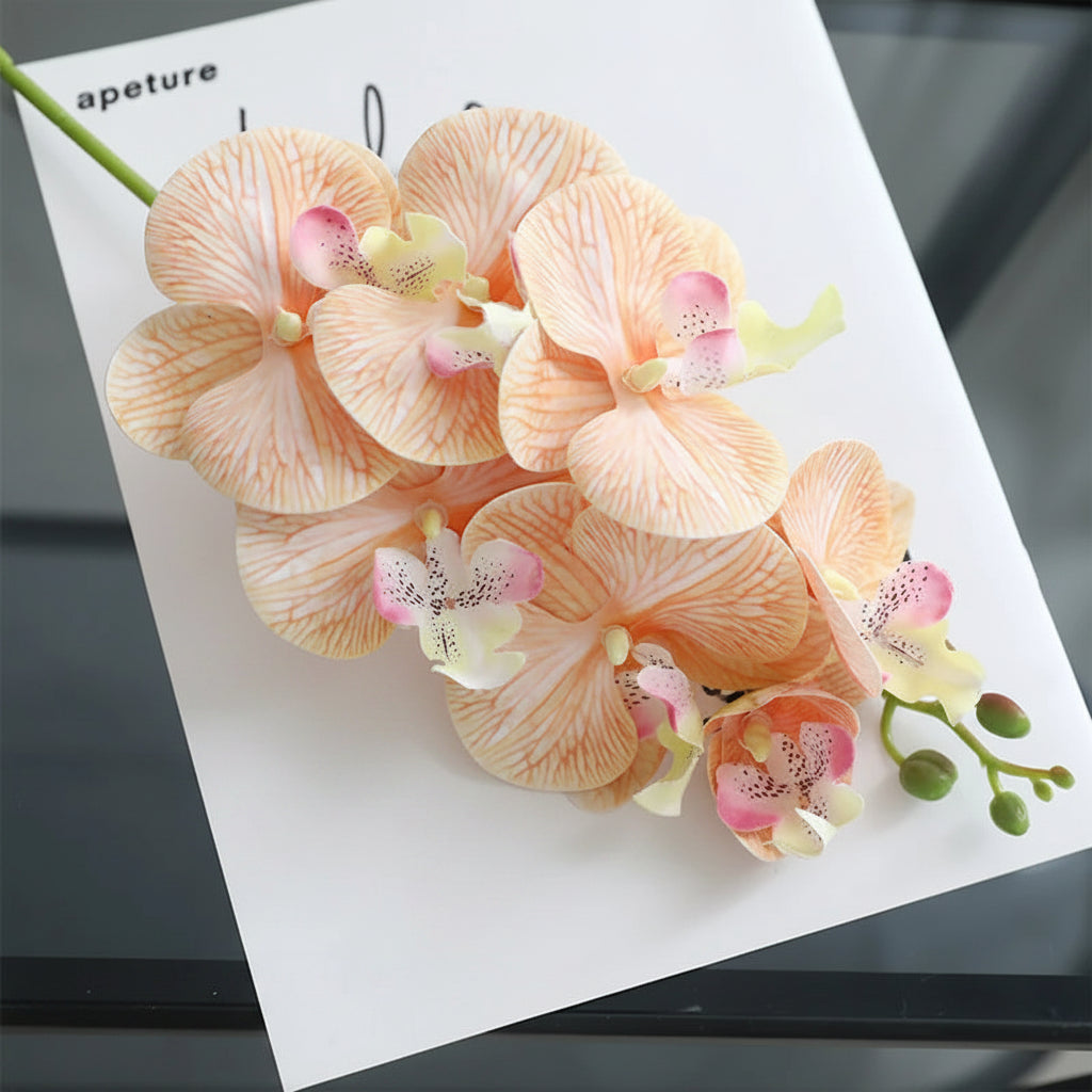 Orquídea Borboleta