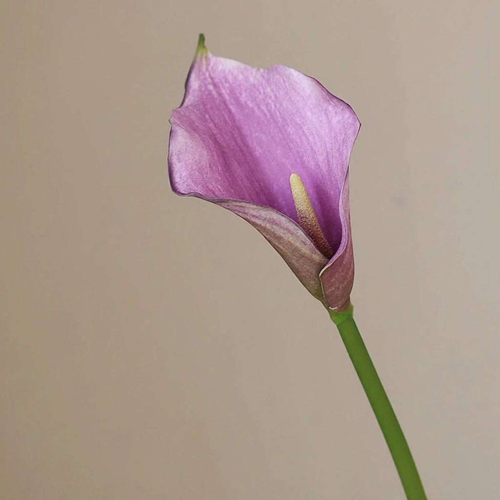 Lírio de Calla