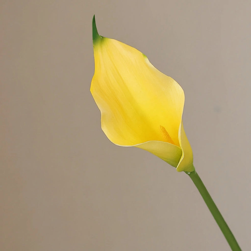 Lírio de Calla
