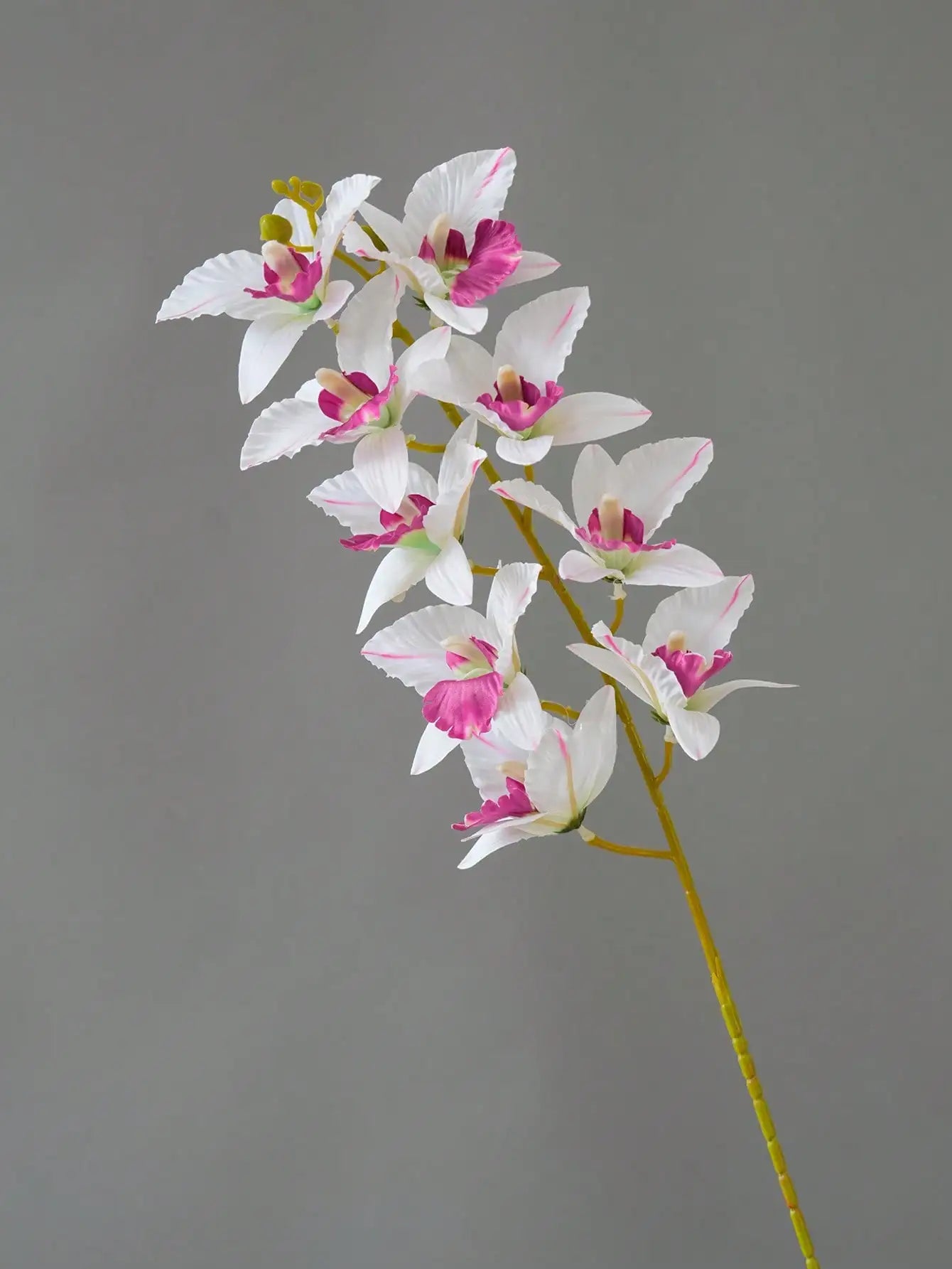 Orquídea Ramo 9 Cabeças