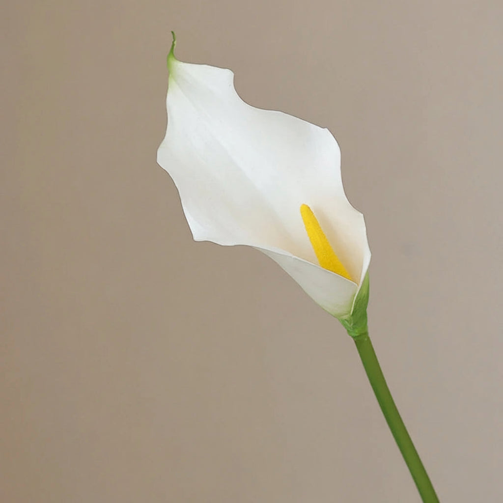 Lírio de Calla