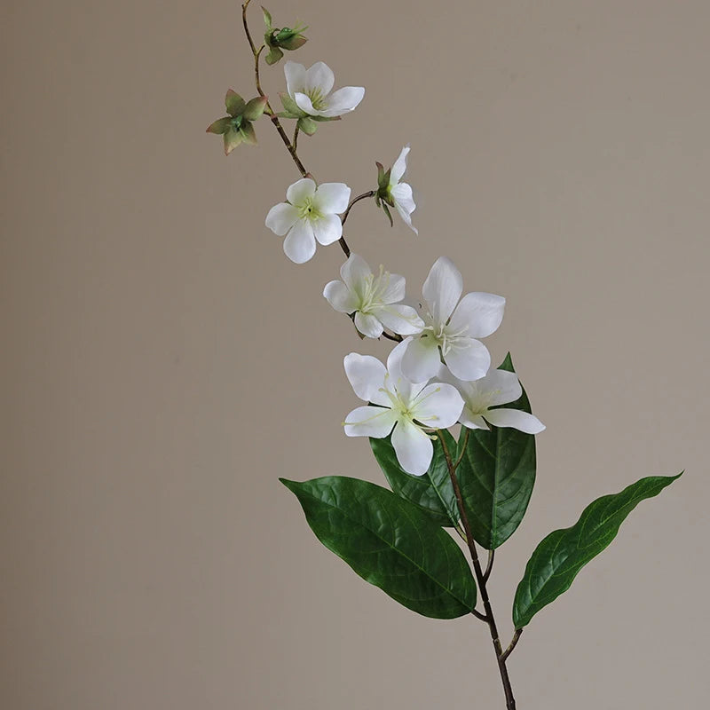 Jasmine em Seda