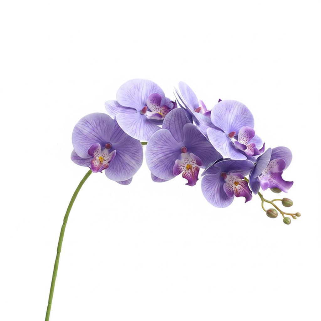 Orquídea Borboleta