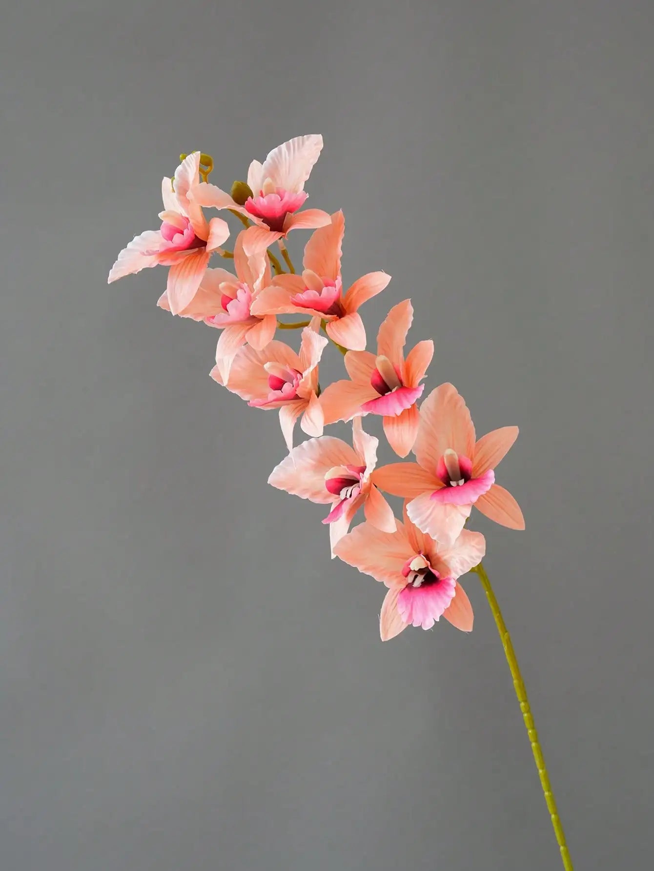 Orquídea Ramo 9 Cabeças