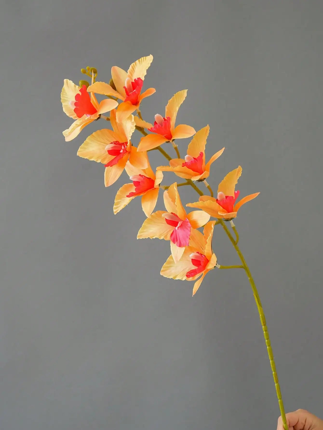 Orquídea Ramo 9 Cabeças