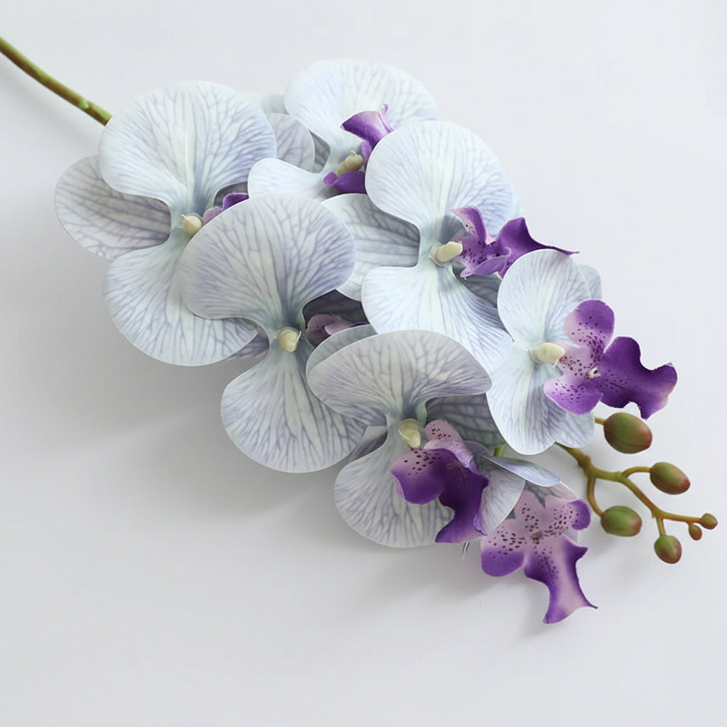 Orquídea Borboleta