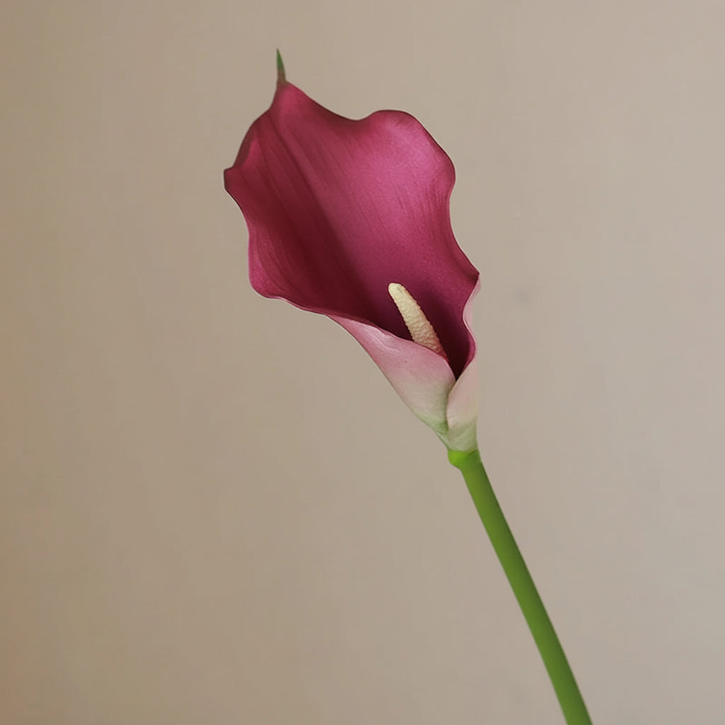 Lírio de Calla